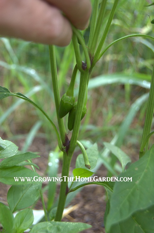 growing peppers in the home garden growing peppers in the home garden